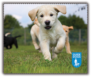Guide Dog Cloths & Sprays