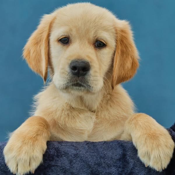 Meet Alan, Altomed's new Guide Dog Puppy!