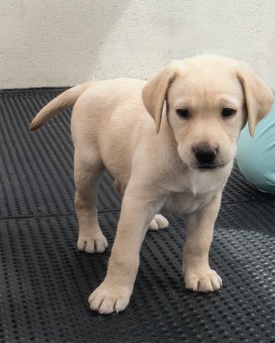 Meet Tilly - our new Guide Dog Puppy!