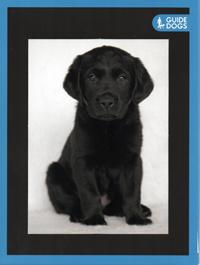 Introducing Harley, our latest Guide Dog Puppy !